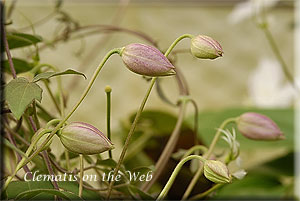 Clematis photograph