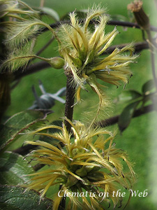 Clematis photograph