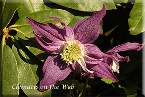 Clematis photograph