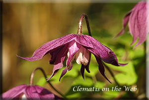 Clematis photograph