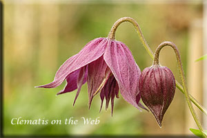 Clematis photograph