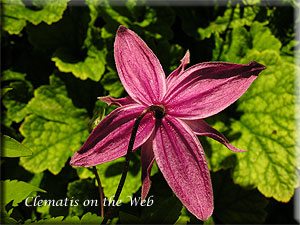 Clematis photograph