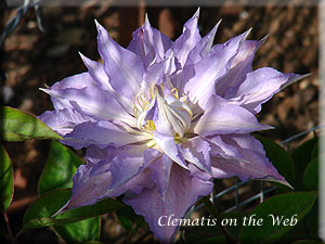 Clematis photograph