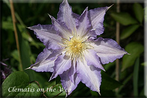 Clematis photograph