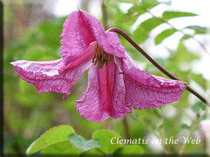 Clematis photograph