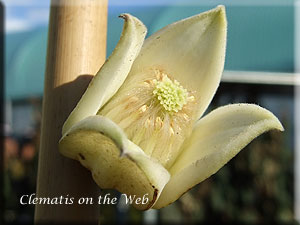 Clematis photograph