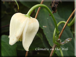 Clematis photograph