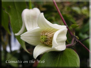 Clematis photograph