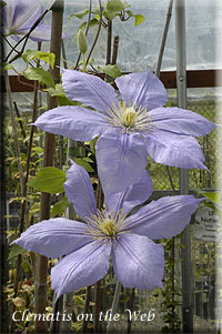 Clematis photograph