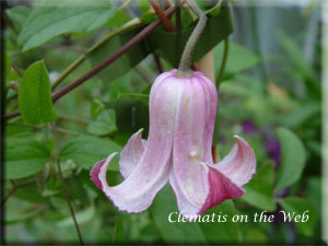 Clematis photograph