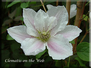 Clematis photograph