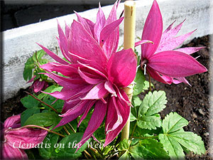 Clematis photograph