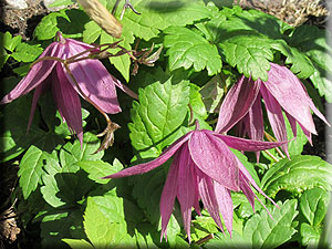 Clematis photograph