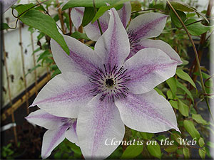 Clematis photograph