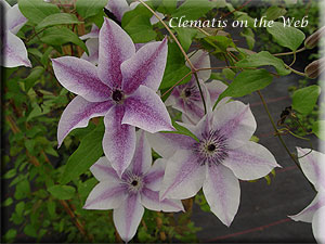 Clematis photograph