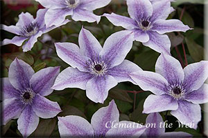 Clematis photograph