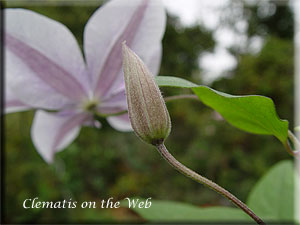 Clematis photograph