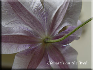 Clematis photograph