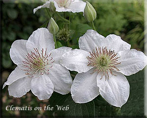 Clematis photograph