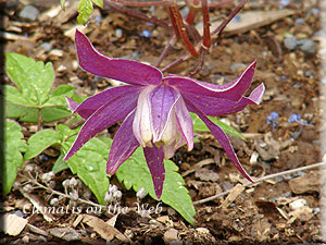 Clematis photograph