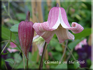 Clematis photograph