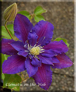 Clematis photograph