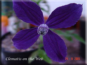 Clematis photograph