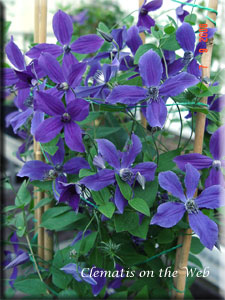 Clematis photograph