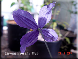 Clematis photograph