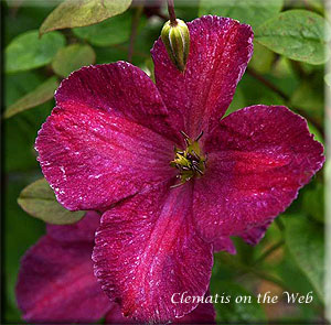 Clematis photograph