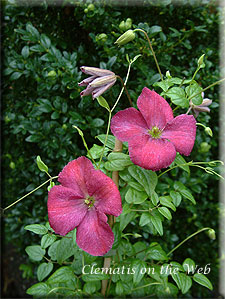 Clematis photograph