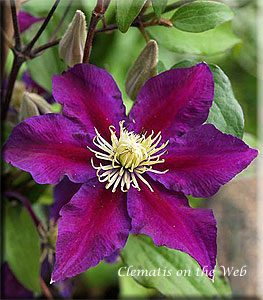 Clematis photograph