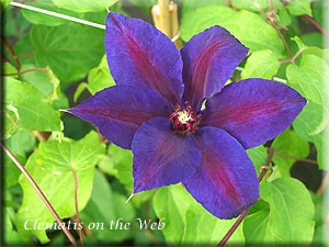 Clematis photograph