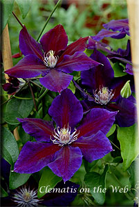 Clematis photograph