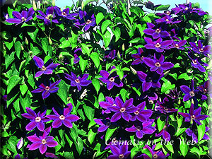 Clematis photograph