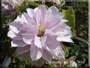 Clematis photograph