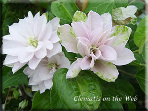 Clematis photograph