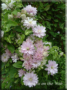 Clematis photograph