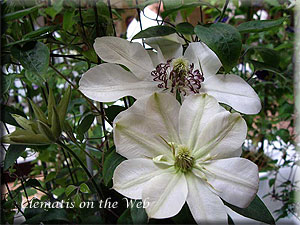 Clematis photograph