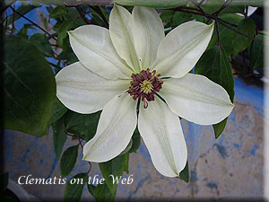 Clematis photograph