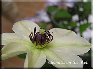 Clematis photograph