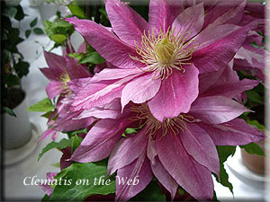 Clematis photograph