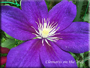 Clematis photograph