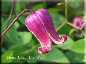 Clematis photograph