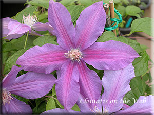 Clematis photograph