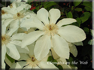 Clematis photograph