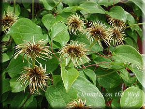 Clematis photograph