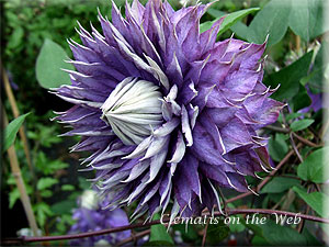 Clematis photograph