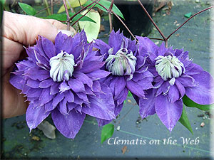 Clematis photograph