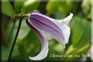 Clematis photograph